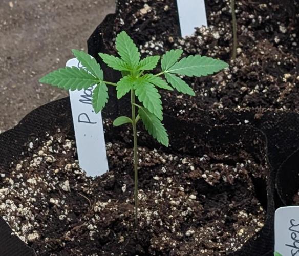 Permanent Marker. Week 3