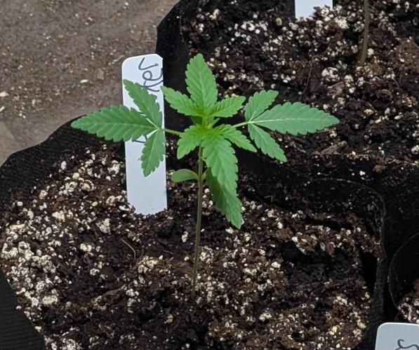 Permanent Marker. Week 3