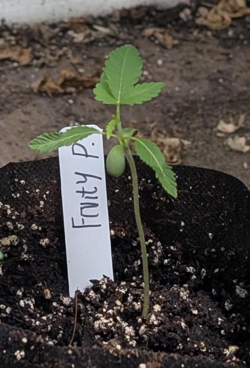 Fruity Pebbles. Week 3