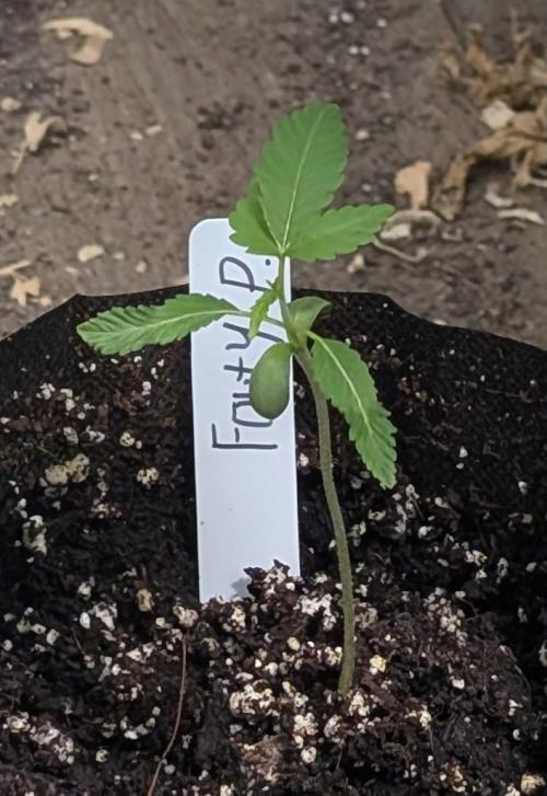 Fruity Pebbles. Week 3