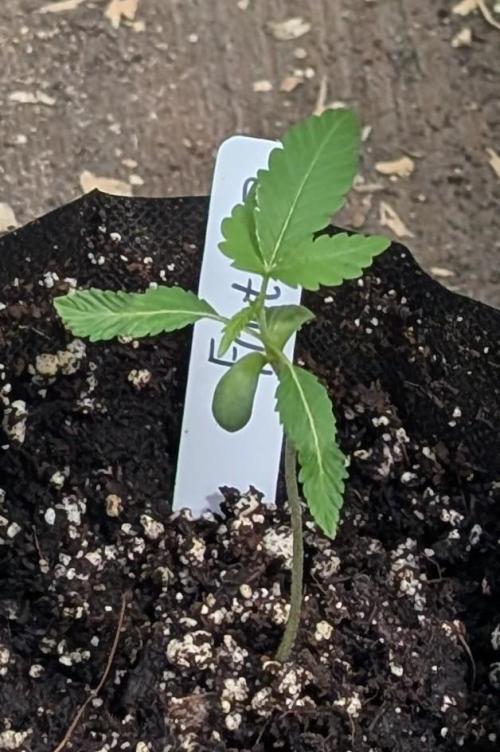 Fruity Pebbles. Week 3