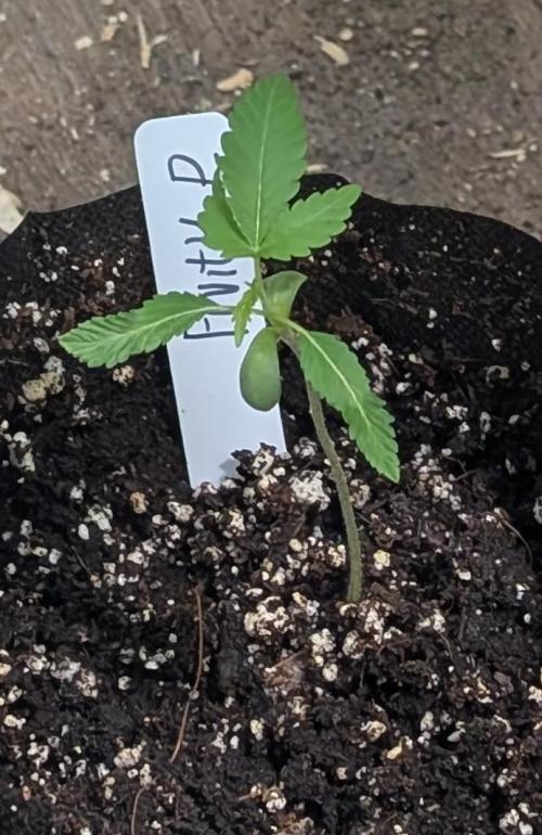 Fruity Pebbles. Week 3