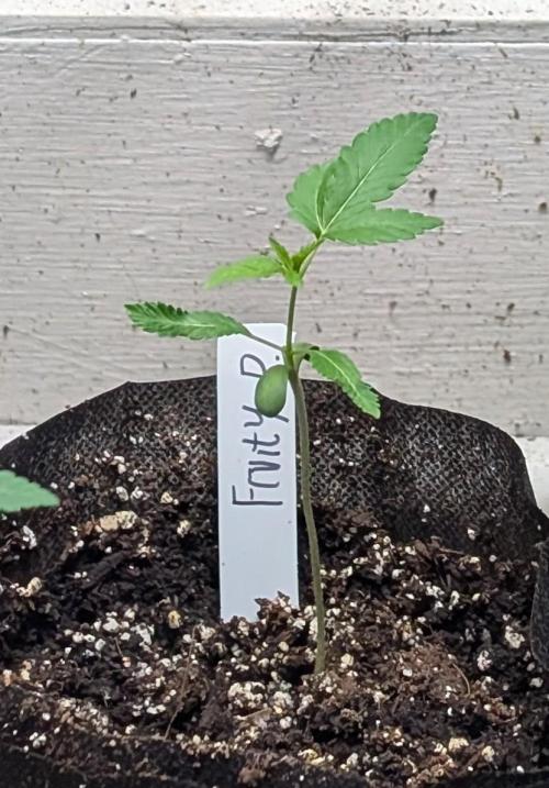 Fruity Pebbles. Week 3