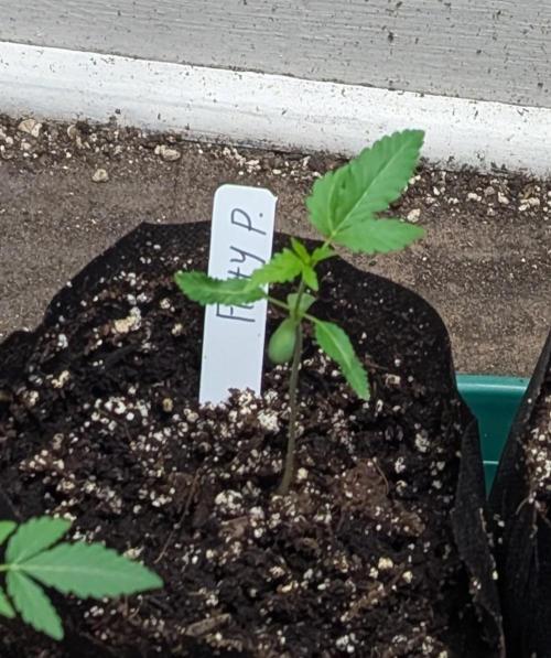 Fruity Pebbles. Week 3