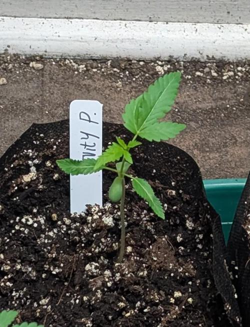 Fruity Pebbles. Week 3