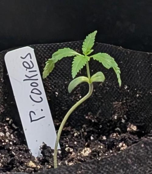 Pellezino Cookies. Week 3