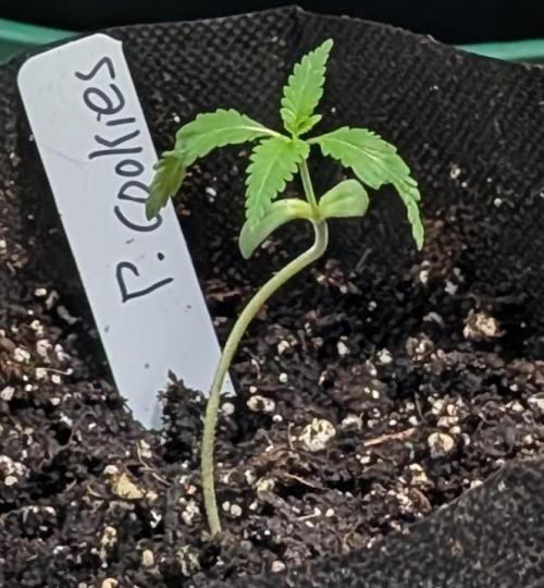 Pellezino Cookies. Week 3