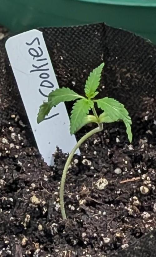 Pellezino Cookies. Week 3