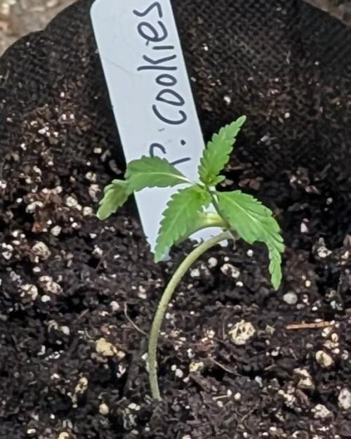 Pellezino Cookies. Week 3