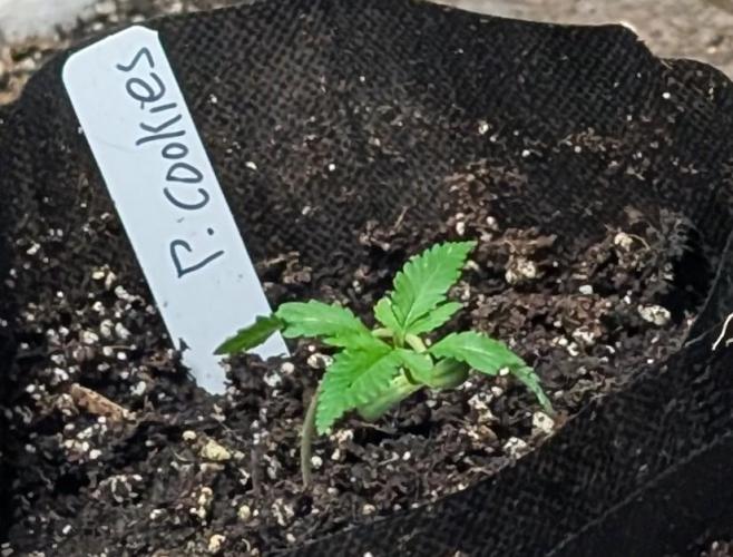 Pellezino Cookies. Week 3