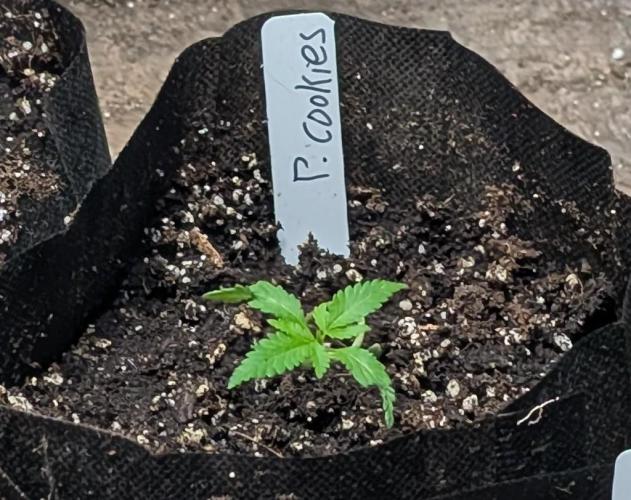 Pellezino Cookies. Week 3