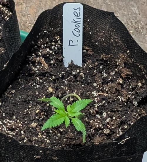 Pellezino Cookies. Week 3