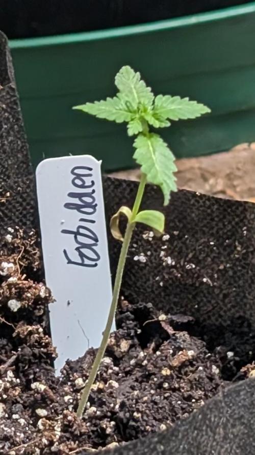 Forbidden Fruit. Week 3