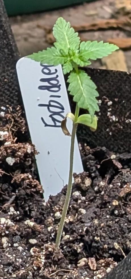 Forbidden Fruit. Week 3