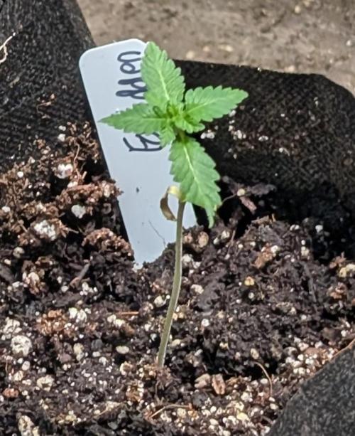 Forbidden Fruit. Week 3