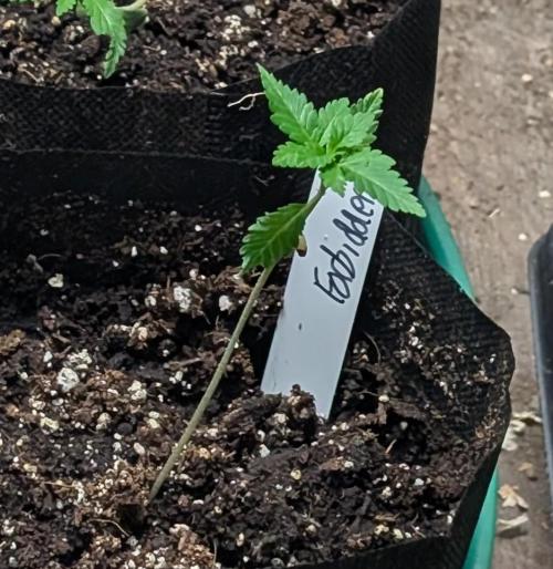 Forbidden Fruit. Week 3