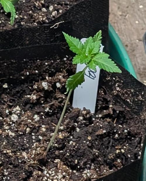 Forbidden Fruit. Week 3