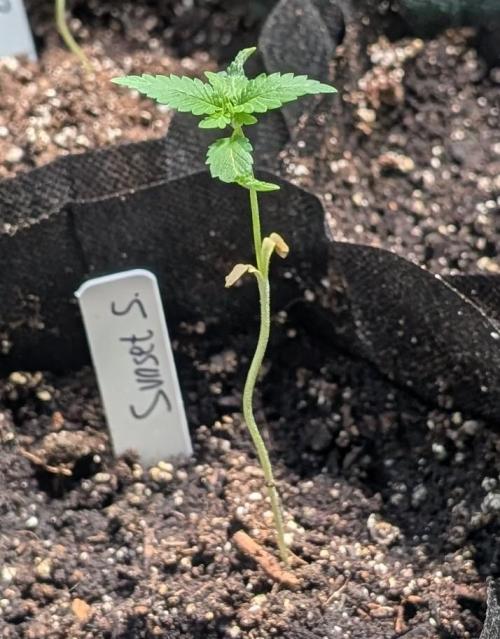 Sunset Sherbet. Week 3