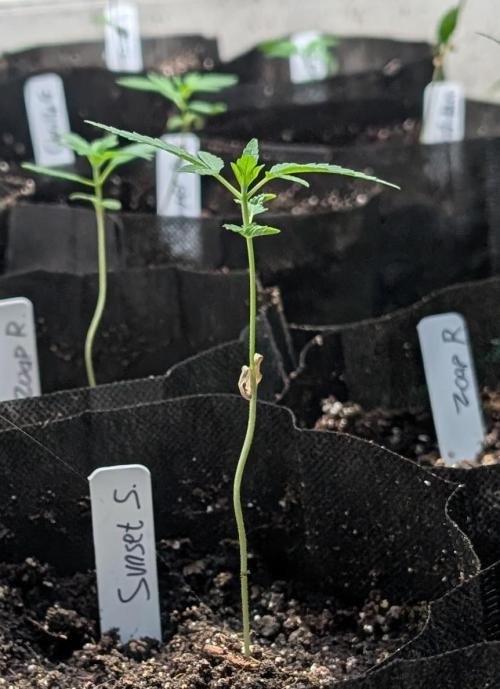 Sunset Sherbet. Week 3