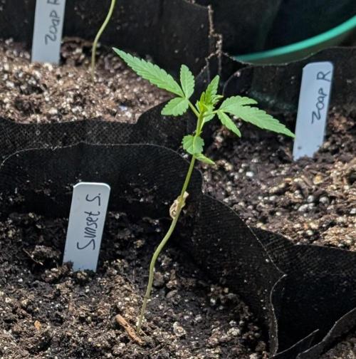 Sunset Sherbet. Week 3