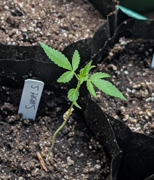 Sunset Sherbet. Week 3