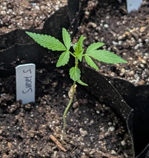 Sunset Sherbet. Week 3