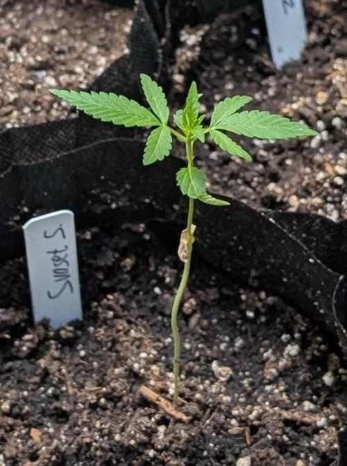 Sunset Sherbet. Week 3