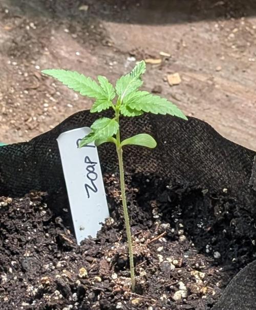 Zoap Rosé. Week 3