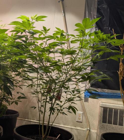 Killer Kush. Week 17