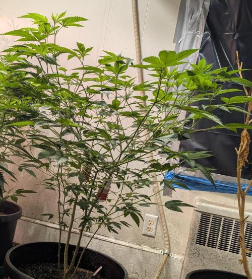 Killer Kush. Week 17