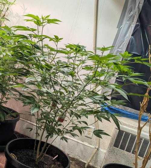 Killer Kush. Week 17