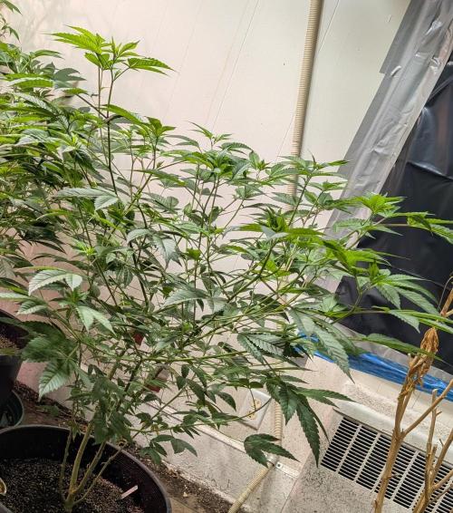 Killer Kush. Week 17