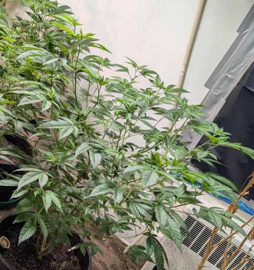 Killer Kush. Week 17