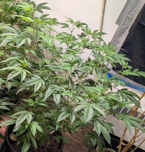 Killer Kush. Week 17