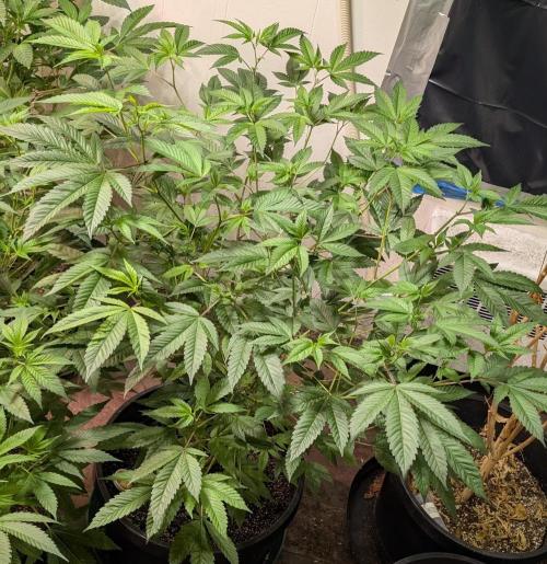 Killer Kush. Week 17