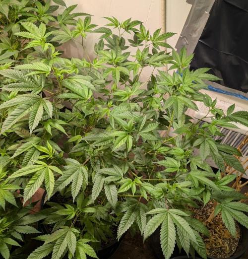 Killer Kush. Week 17