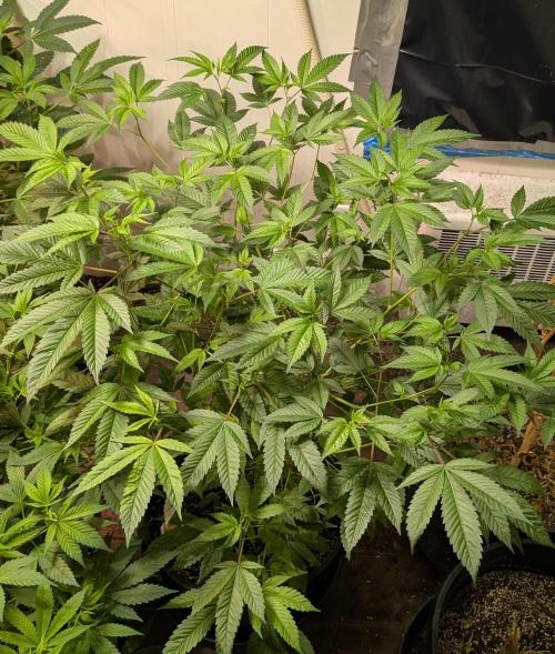 Killer Kush. Week 17