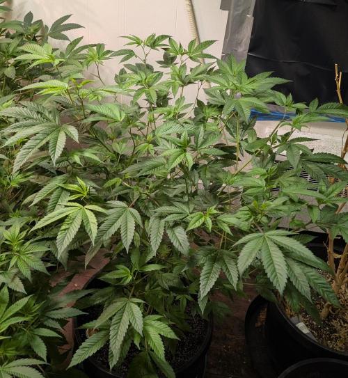 Killer Kush. Week 17