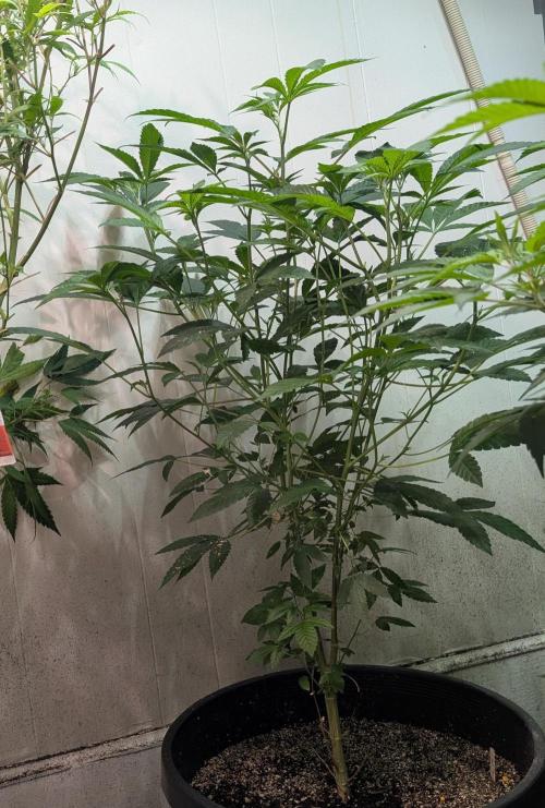 Pure Michigan. Week 17