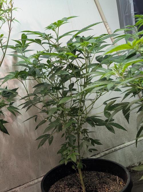 Pure Michigan. Week 17