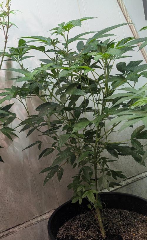 Pure Michigan. Week 17