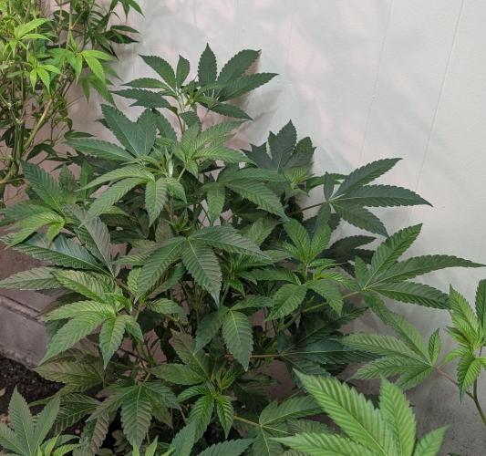 Pure Michigan. Week 17