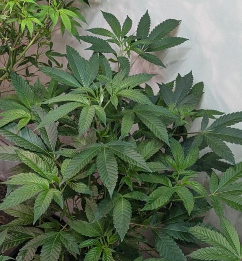 Pure Michigan. Week 17