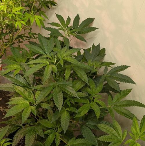 Pure Michigan. Week 17