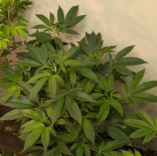 Pure Michigan. Week 17