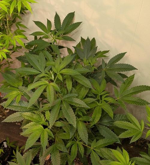 Pure Michigan. Week 17