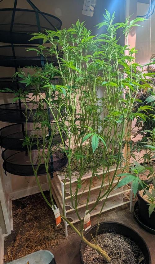 Strawberry Banana. Week 17