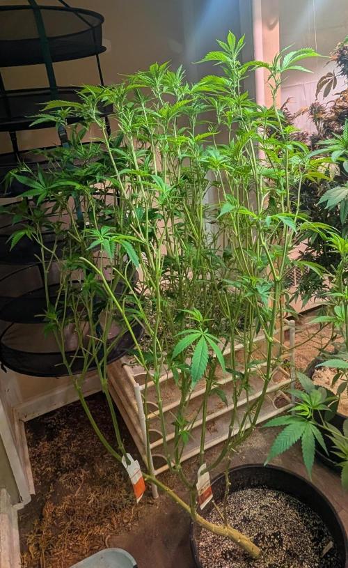 Strawberry Banana. Week 17