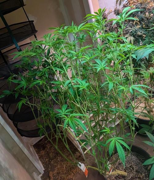 Strawberry Banana. Week 17