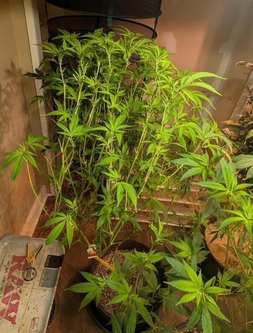 Strawberry Banana. Week 17